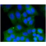 Anti-Rab9 Antibody from Bioworld Technology (BS9854M) - Antibodies.com