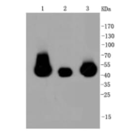 Anti-MEK1/2 Antibody from Bioworld Technology (BS9855M) - Antibodies.com