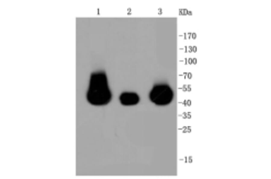 Anti-MEK1/2 Antibody from Bioworld Technology (BS9855M) - Antibodies.com