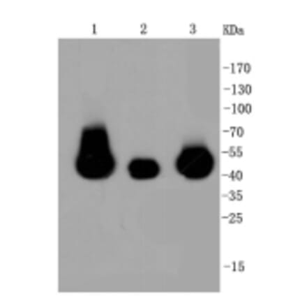 Anti-MEK1/2 Antibody from Bioworld Technology (BS9855M) - Antibodies.com