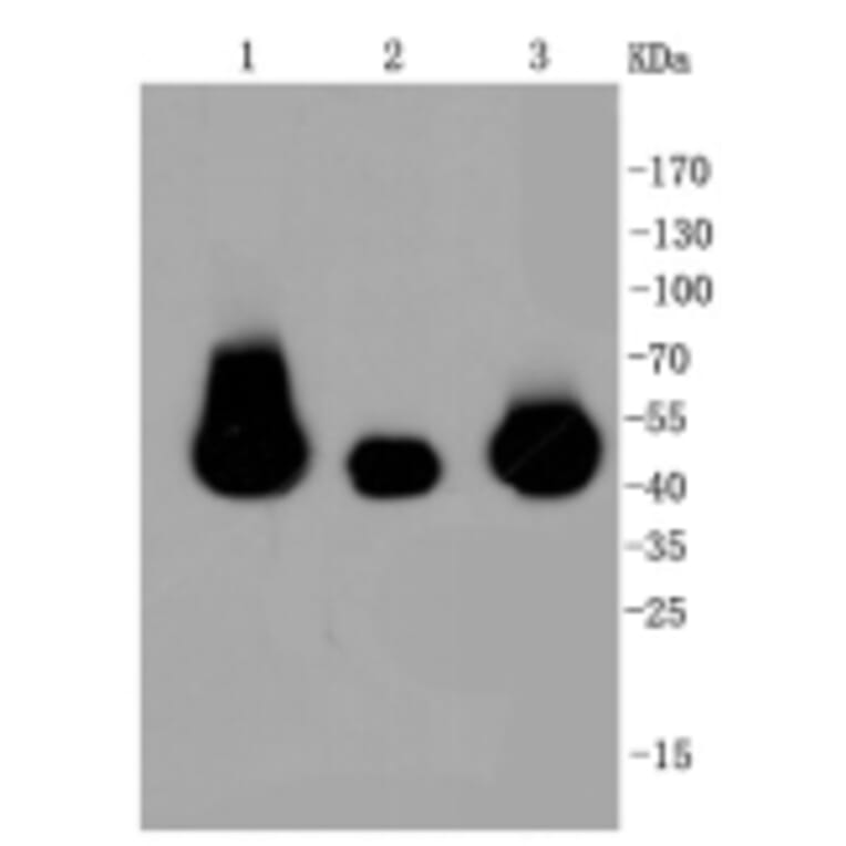 Anti-MEK1/2 Antibody from Bioworld Technology (BS9855M) - Antibodies.com