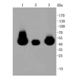 Anti-MEK1/2 Antibody from Bioworld Technology (BS9855M) - Antibodies.com