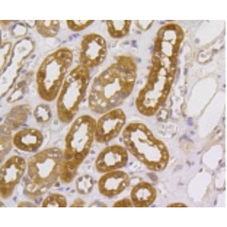 Anti-MEK1/2 Antibody from Bioworld Technology (BS9855M) - Antibodies.com