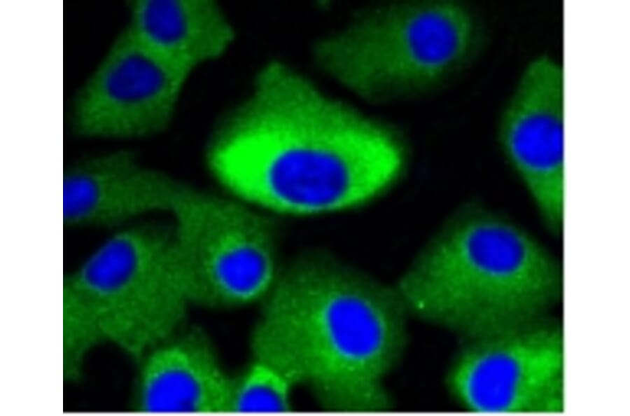 Anti-MEK1/2 Antibody from Bioworld Technology (BS9855M) - Antibodies.com