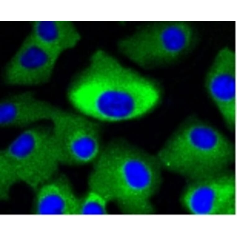 Anti-MEK1/2 Antibody from Bioworld Technology (BS9855M) - Antibodies.com