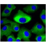 Anti-MEK1/2 Antibody from Bioworld Technology (BS9855M) - Antibodies.com