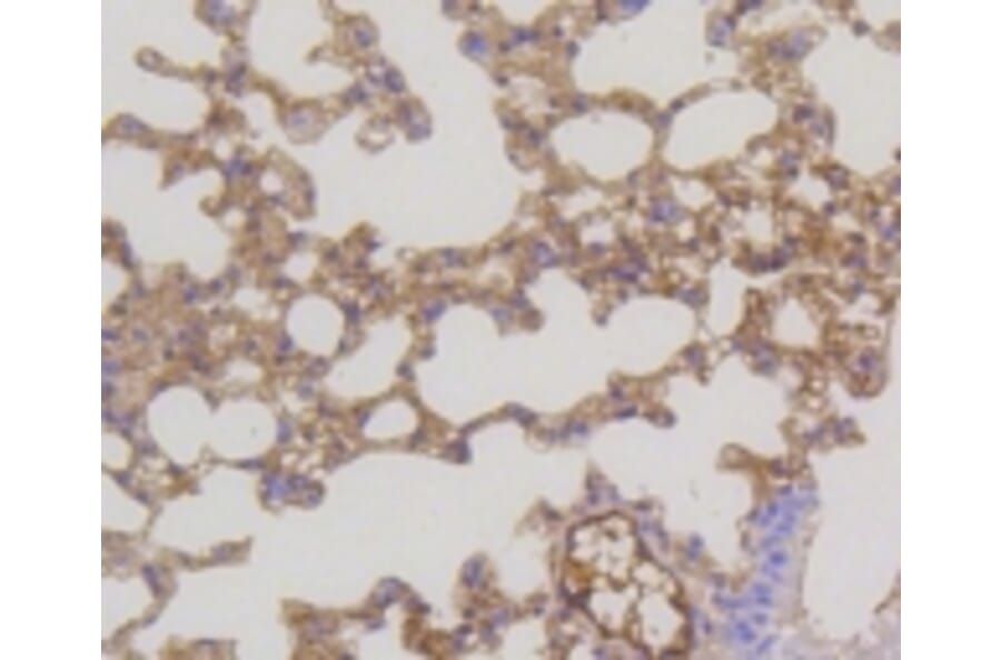 Anti-MEK1/2 Antibody from Bioworld Technology (BS9855M) - Antibodies.com
