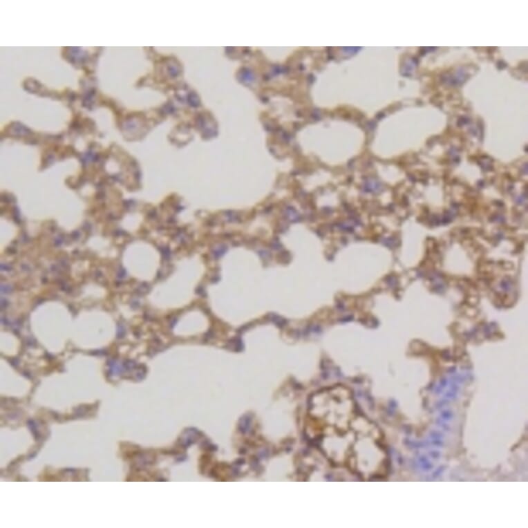 Anti-MEK1/2 Antibody from Bioworld Technology (BS9855M) - Antibodies.com