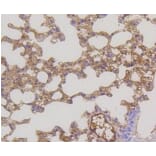 Anti-MEK1/2 Antibody from Bioworld Technology (BS9855M) - Antibodies.com