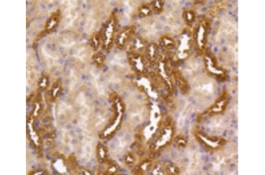 Anti-MEK1/2 Antibody from Bioworld Technology (BS9855M) - Antibodies.com
