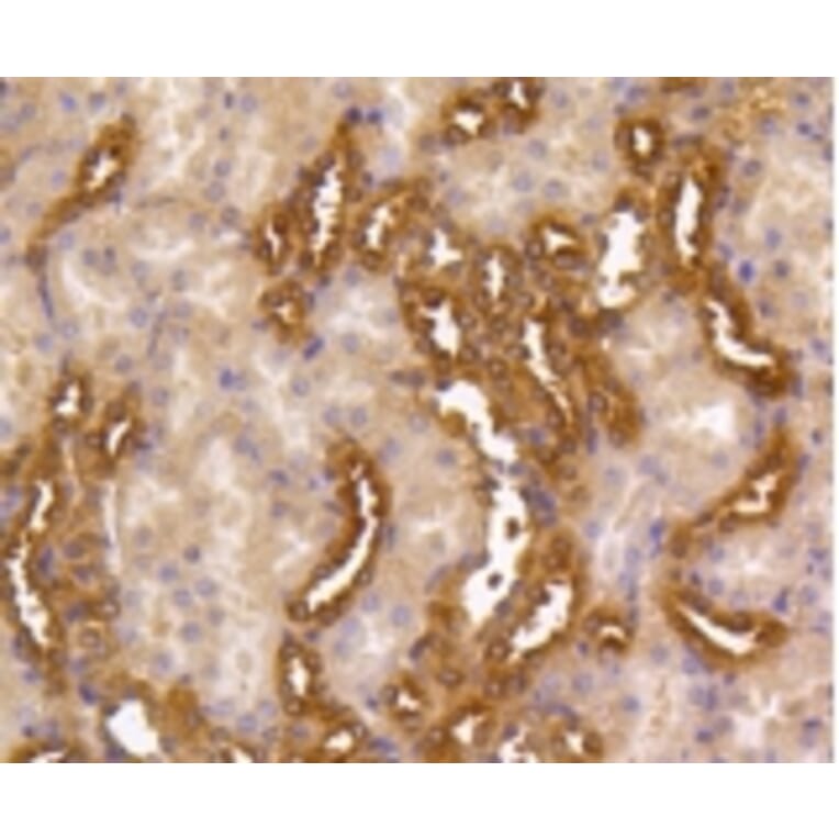 Anti-MEK1/2 Antibody from Bioworld Technology (BS9855M) - Antibodies.com