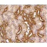 Anti-MEK1/2 Antibody from Bioworld Technology (BS9855M) - Antibodies.com