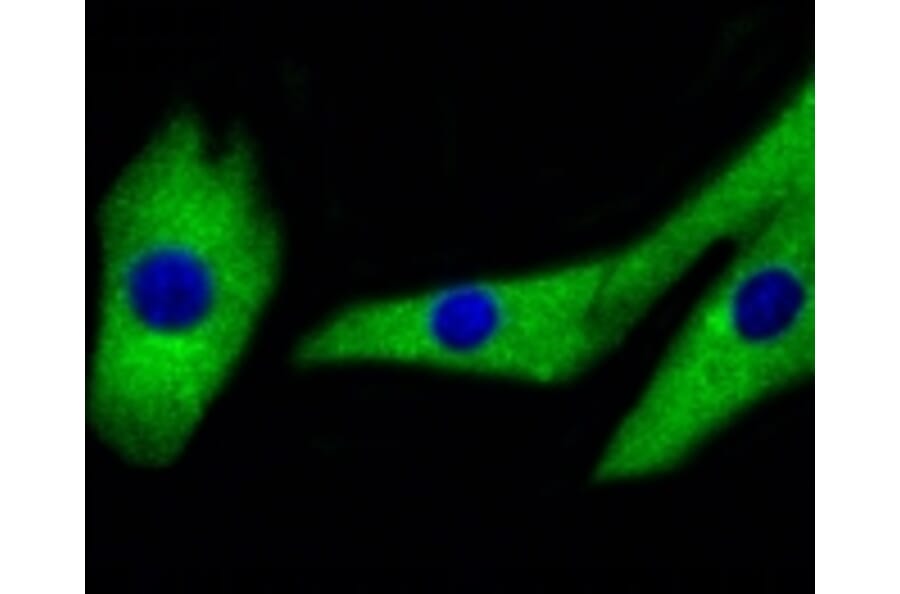 Anti-MEK1/2 Antibody from Bioworld Technology (BS9855M) - Antibodies.com