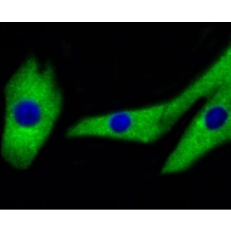 Anti-MEK1/2 Antibody from Bioworld Technology (BS9855M) - Antibodies.com