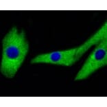 Anti-MEK1/2 Antibody from Bioworld Technology (BS9855M) - Antibodies.com