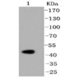 Anti-Caspase-2 Antibody from Bioworld Technology (BS9856M) - Antibodies.com