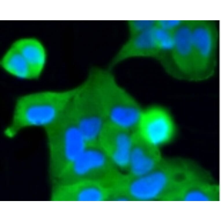 Anti-Caspase-2 Antibody from Bioworld Technology (BS9856M) - Antibodies.com