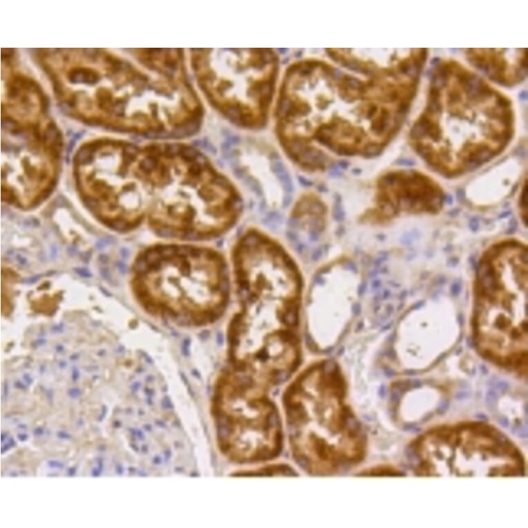 Anti-Caspase-2 Antibody from Bioworld Technology (BS9856M) - Antibodies.com
