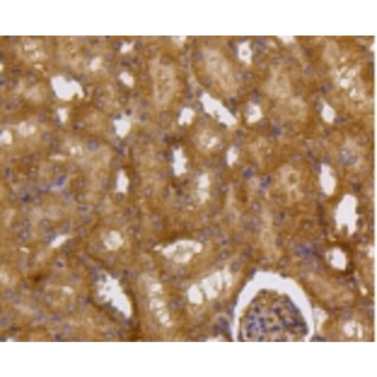 Anti-Caspase-2 Antibody from Bioworld Technology (BS9856M) - Antibodies.com
