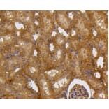 Anti-Caspase-2 Antibody from Bioworld Technology (BS9856M) - Antibodies.com