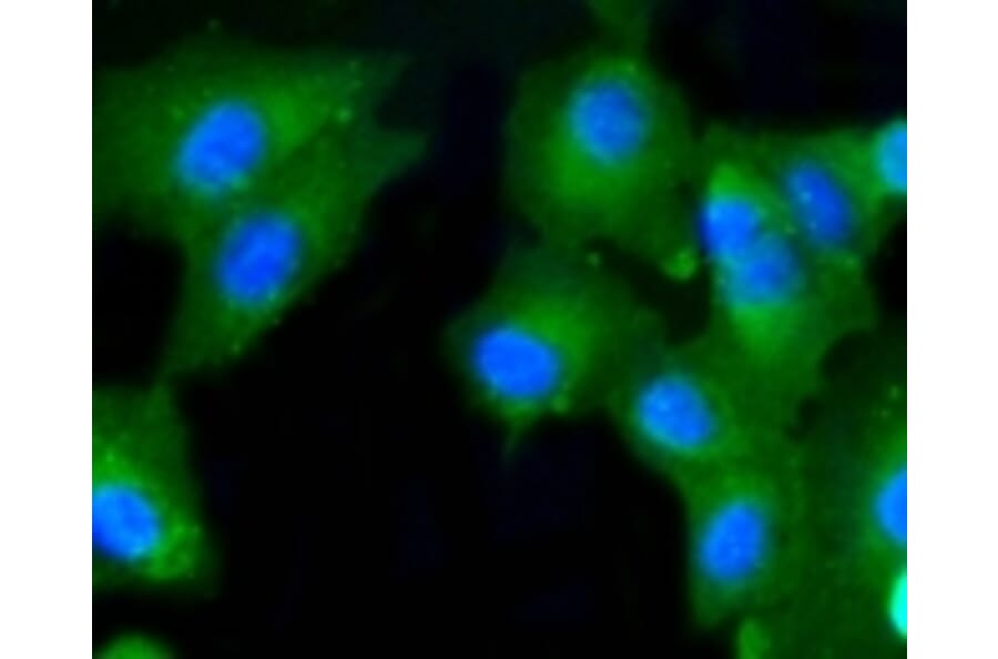 Anti-Caspase-2 Antibody from Bioworld Technology (BS9856M) - Antibodies.com