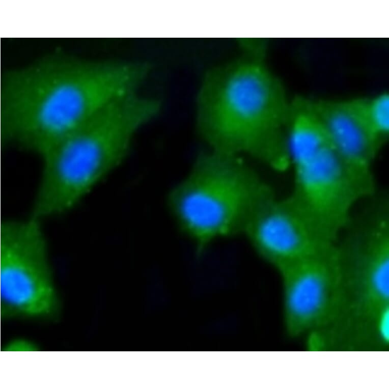 Anti-Caspase-2 Antibody from Bioworld Technology (BS9856M) - Antibodies.com