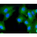 Anti-Caspase-2 Antibody from Bioworld Technology (BS9856M) - Antibodies.com
