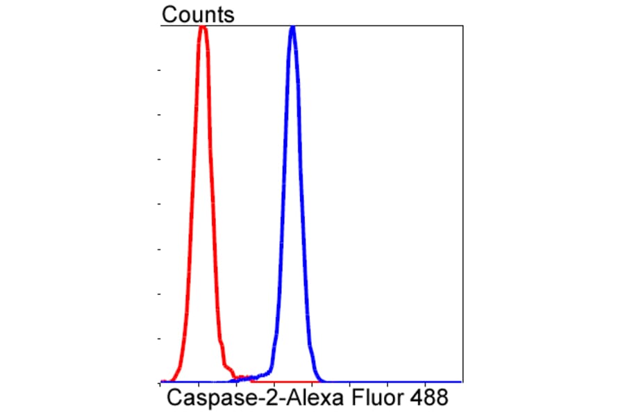 Anti-Caspase-2 Antibody from Bioworld Technology (BS9856M) - Antibodies.com