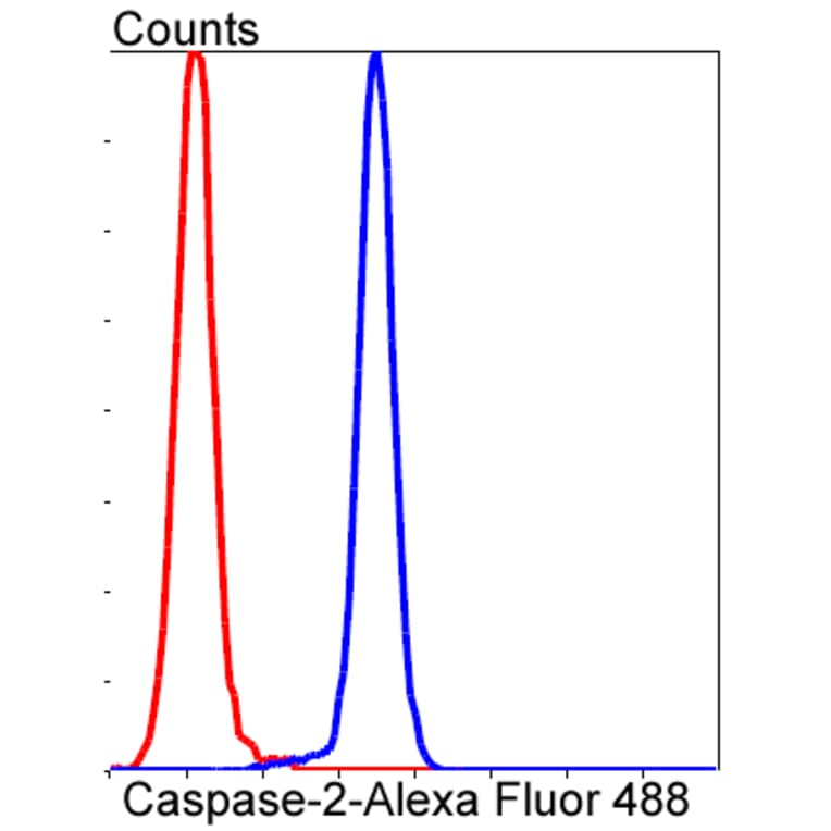 Anti-Caspase-2 Antibody from Bioworld Technology (BS9856M) - Antibodies.com
