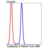 Anti-Caspase-2 Antibody from Bioworld Technology (BS9856M) - Antibodies.com