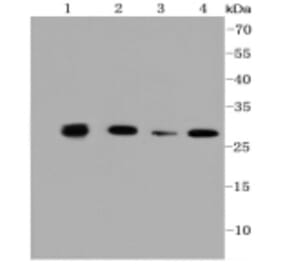 Anti-PHB Antibody from Bioworld Technology (BS9857M) - Antibodies.com