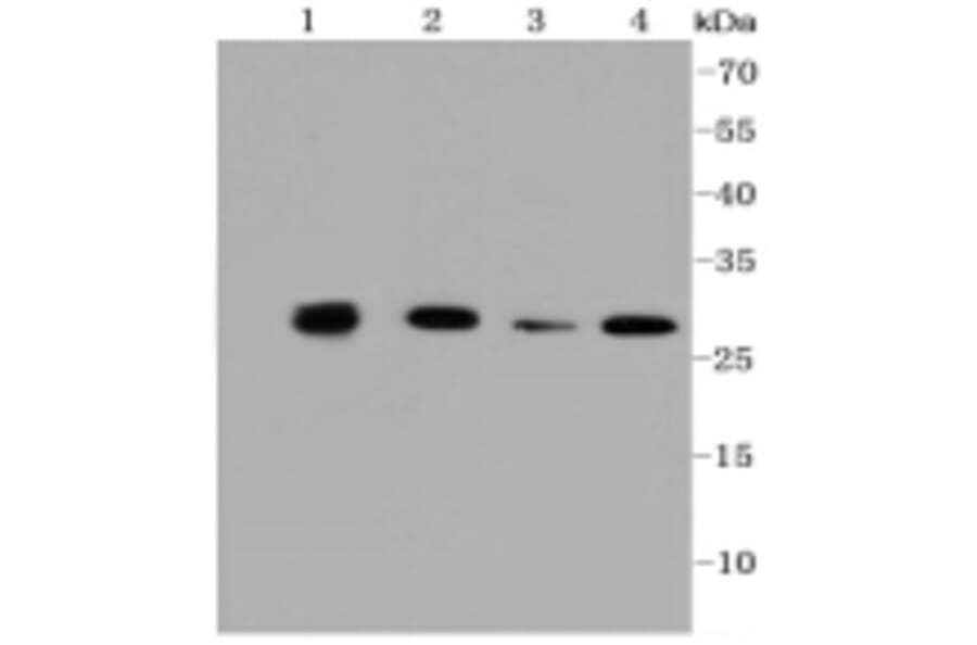 Anti-PHB Antibody from Bioworld Technology (BS9857M) - Antibodies.com