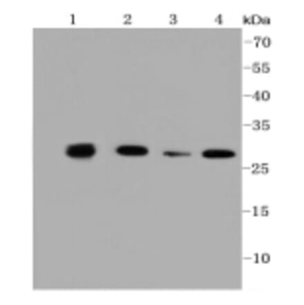 Anti-PHB Antibody from Bioworld Technology (BS9857M) - Antibodies.com