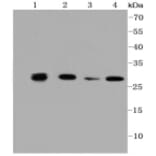 Anti-PHB Antibody from Bioworld Technology (BS9857M) - Antibodies.com