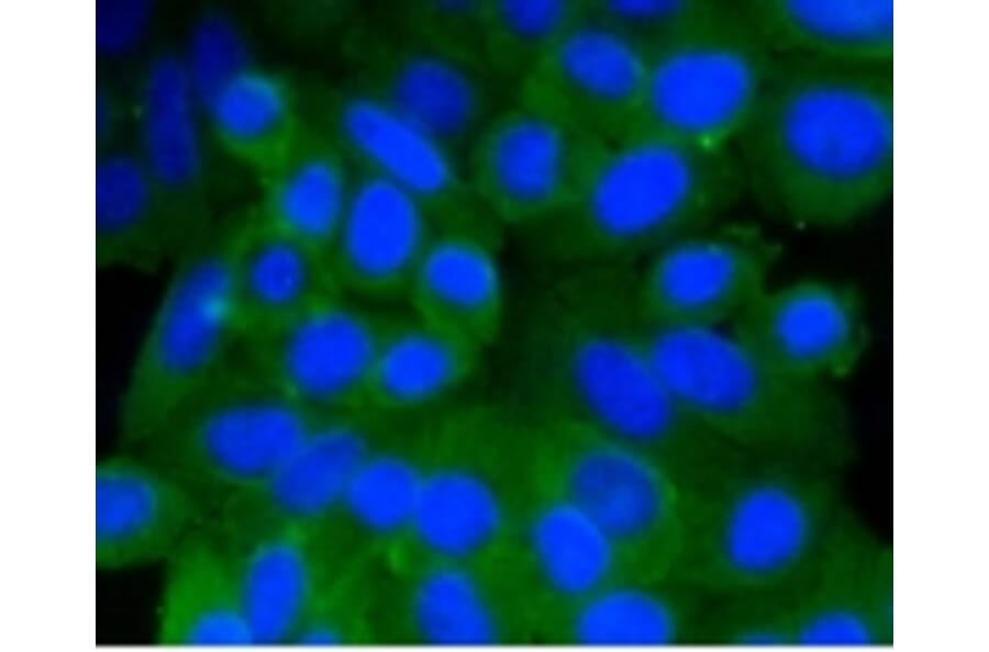 Anti-PHB Antibody from Bioworld Technology (BS9857M) - Antibodies.com