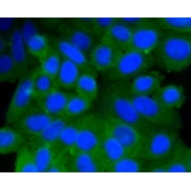 Anti-PHB Antibody from Bioworld Technology (BS9857M) - Antibodies.com