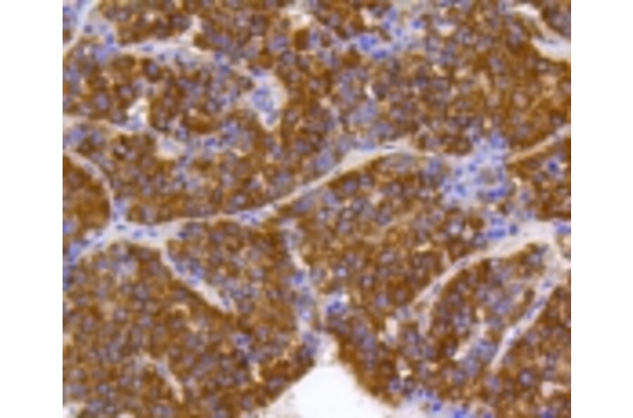 Anti-PHB Antibody from Bioworld Technology (BS9857M) - Antibodies.com
