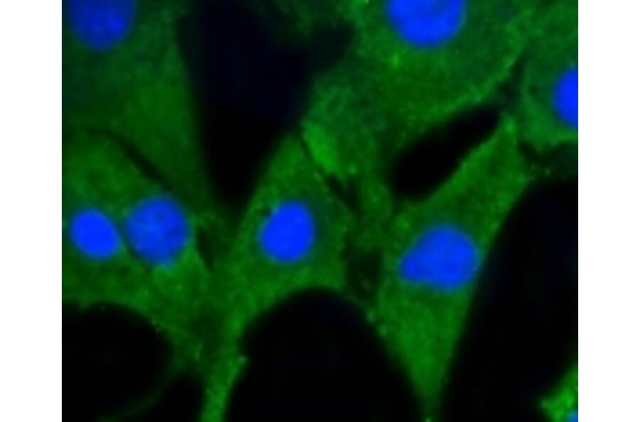 Anti-PHB Antibody from Bioworld Technology (BS9857M) - Antibodies.com