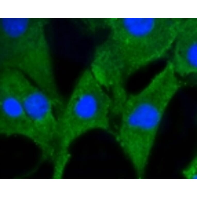 Anti-PHB Antibody from Bioworld Technology (BS9857M) - Antibodies.com