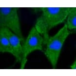 Anti-PHB Antibody from Bioworld Technology (BS9857M) - Antibodies.com