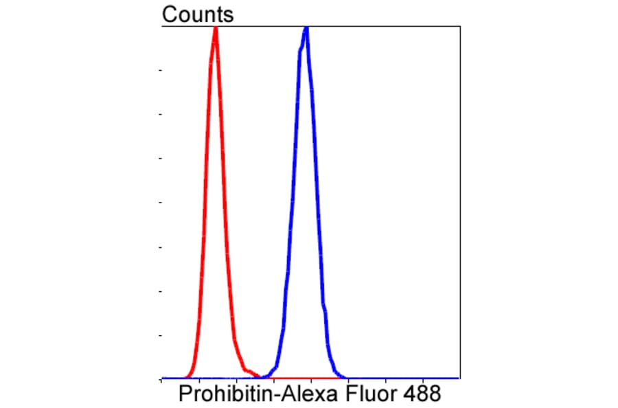 Anti-PHB Antibody from Bioworld Technology (BS9857M) - Antibodies.com