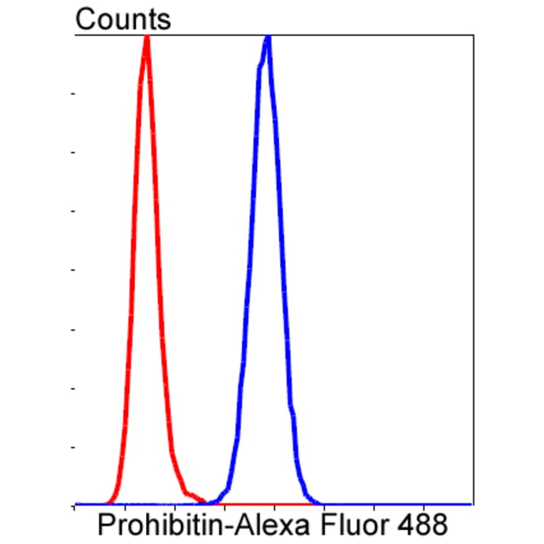 Anti-PHB Antibody from Bioworld Technology (BS9857M) - Antibodies.com