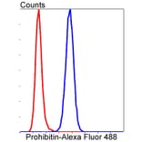 Anti-PHB Antibody from Bioworld Technology (BS9857M) - Antibodies.com