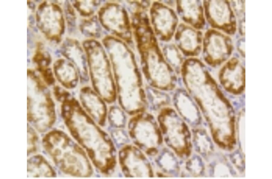Anti-PHB Antibody from Bioworld Technology (BS9857M) - Antibodies.com