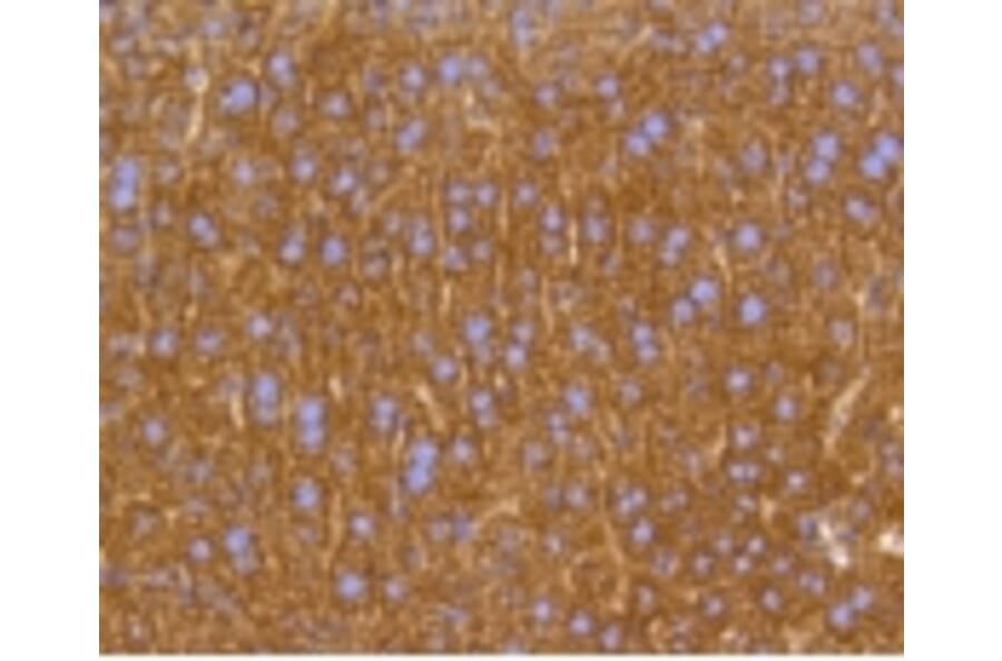 Anti-PHB Antibody from Bioworld Technology (BS9857M) - Antibodies.com