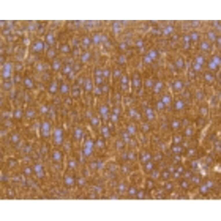 Anti-PHB Antibody from Bioworld Technology (BS9857M) - Antibodies.com