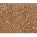 Anti-PHB Antibody from Bioworld Technology (BS9857M) - Antibodies.com