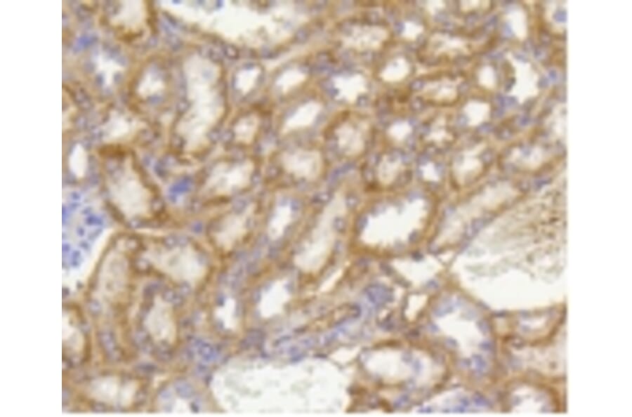 Anti-PHB Antibody from Bioworld Technology (BS9857M) - Antibodies.com