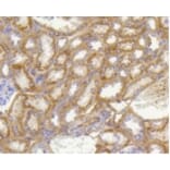 Anti-PHB Antibody from Bioworld Technology (BS9857M) - Antibodies.com