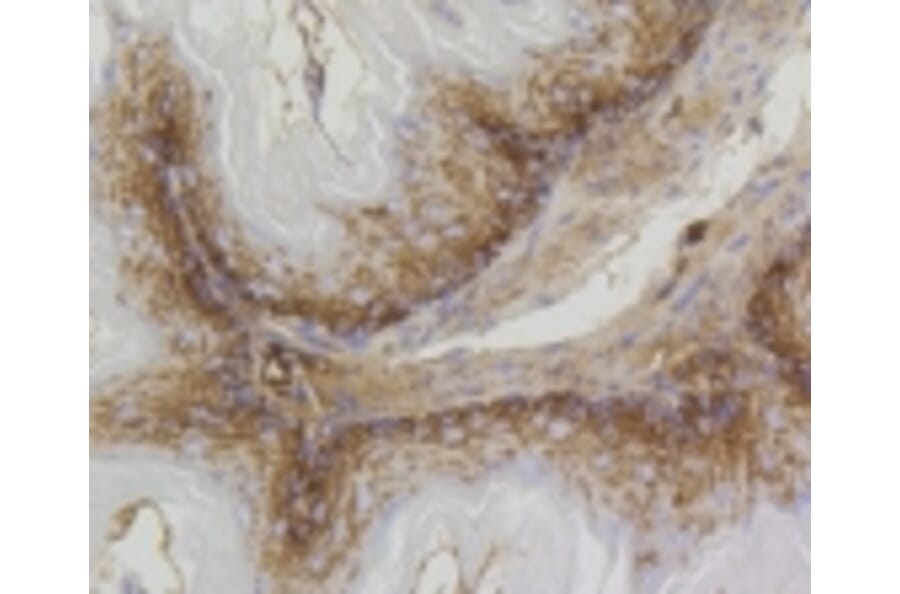 Anti-PHB Antibody from Bioworld Technology (BS9857M) - Antibodies.com